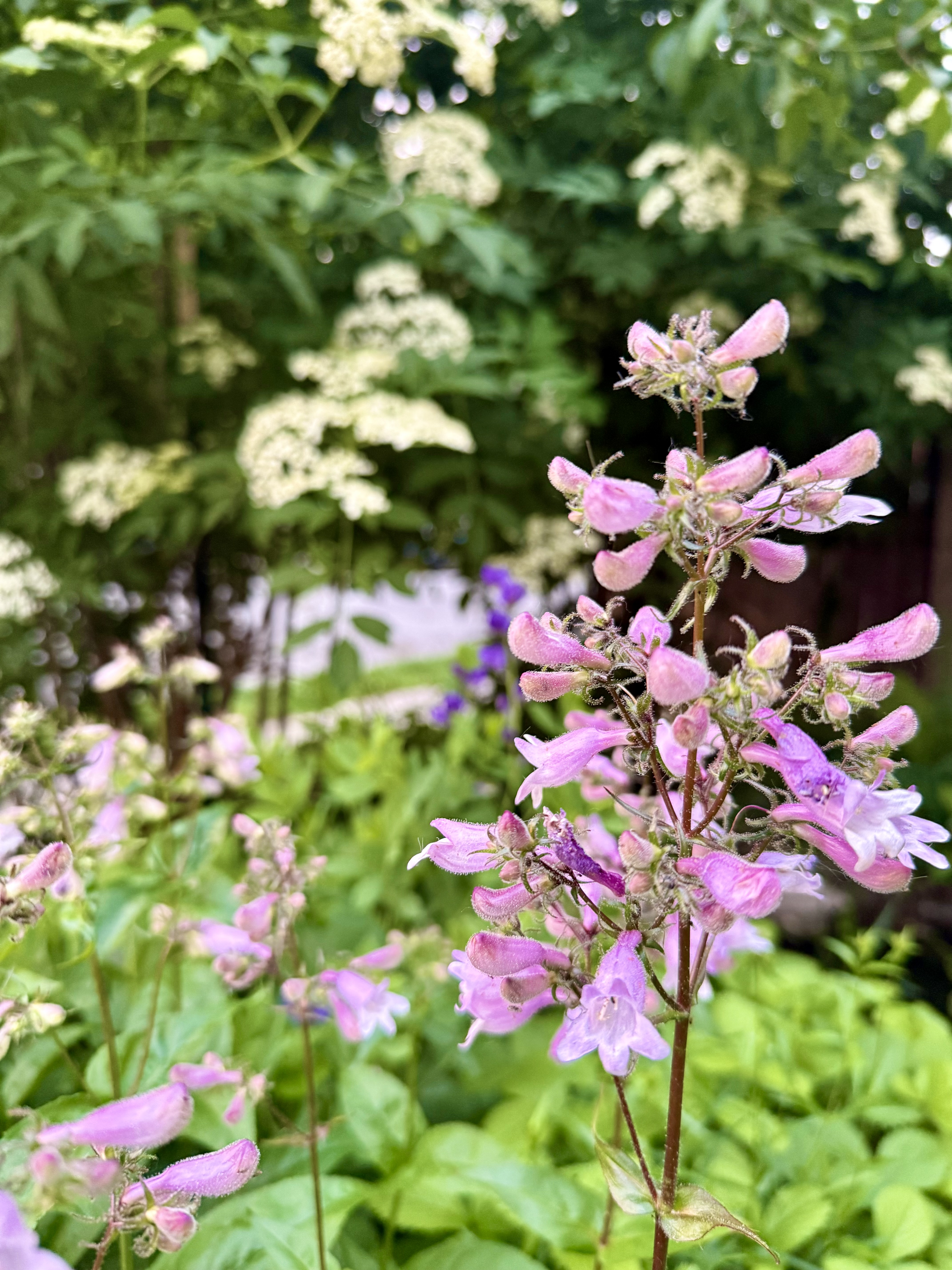 Penstemon and Elderberry